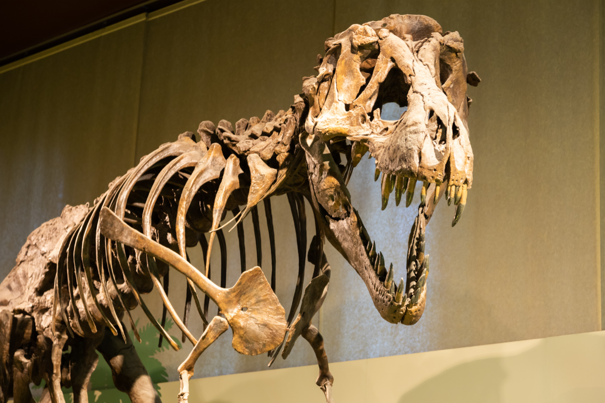 Dinosaur Exhibit