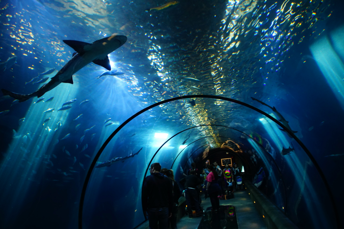 Shedd Aquarium